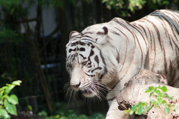 Fototapeta na wymiar White Tiger