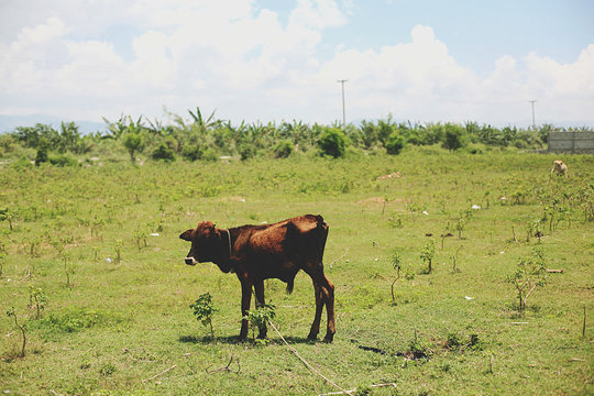 Hungry Cow