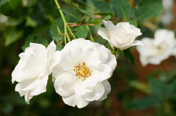 White roses flower blossom in a garden