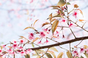 Pink Cherry Blossom in winter season, Chiangmai, Thailand