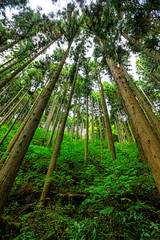The tall straight trees of the Japanese cedar forest looking up towards the sky