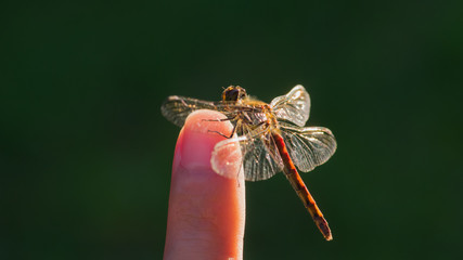 指に留まるとんぼ © KyO104