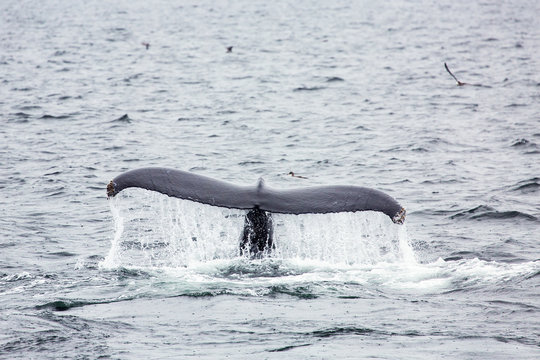 Humpback whale's tail
