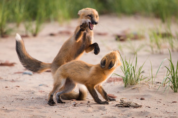 Pair of young wild fox partners fighting in natural animal environment