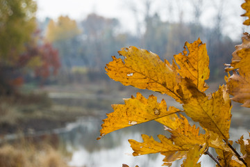 Yellow and red autumn leaves from the trees in the October woods