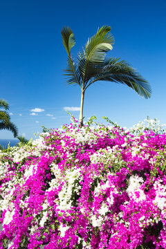 Bougainvillea and palm trees 