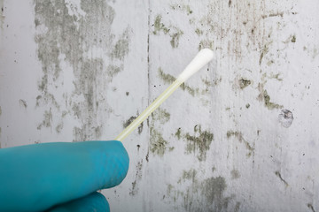 Person's Hand Holding Cotton Bud To Get Fungus Samples