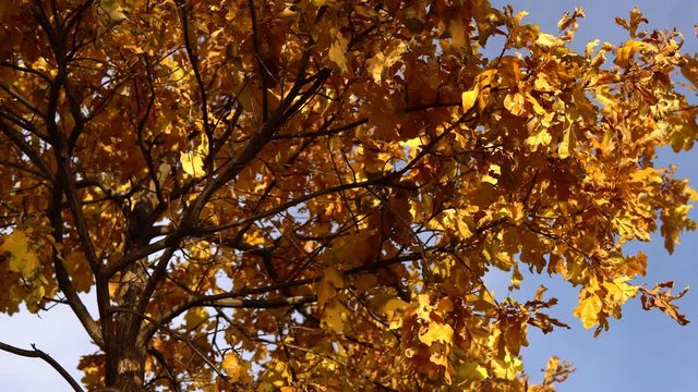 Yellow dry oak leaves sway in the wind against the blue clear sky in the golden autumn.