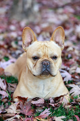 French Bulldog in Foliage in Northern California. Frenchie lying down in a park in autumn.
