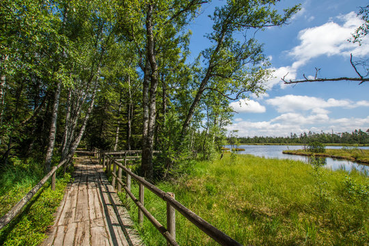 Sommer im Schwarzwald
