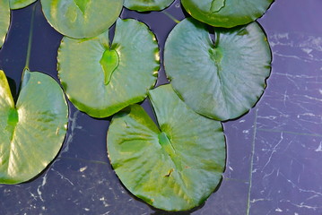 lily pads, 1 - 177349871