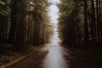 A foggy road running through the woods