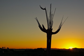 Penn's cactus @ sunset - 177350887