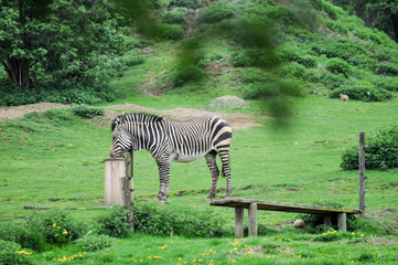 Zebra 