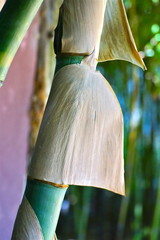 bamboo, close - 177351486