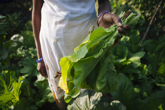 A woman farmer with spinach in hands.