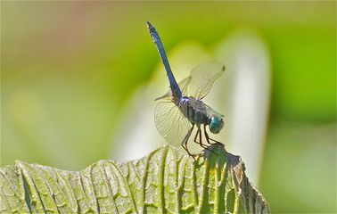 dragonfly, 2 - 177351623