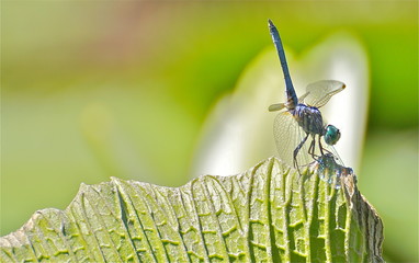 dragonfly, 3 - 177351660