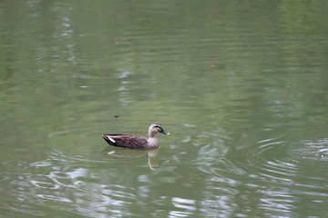 六義園　鴨