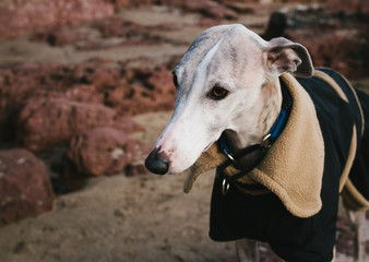 A whippet dog in a winter coat.