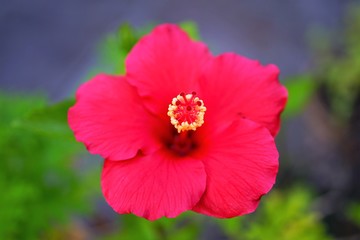 Red hibiscus flower in bloom © eqroy