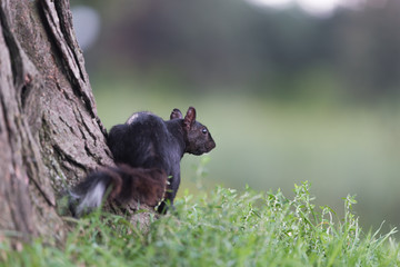 Black Squirrel with White Tip Tail