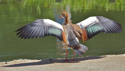 duck wingspan - 177352237