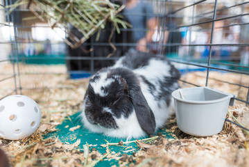 Rabbit in Cage