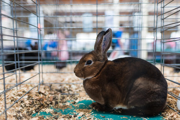 Rabbit in Cage