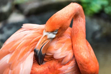 Fotobehang Shy Flamingo Cleaning Feathers © Oleg