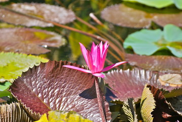 pink water lily - 177352452