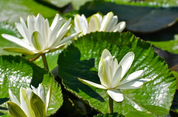 white water lilies - 177352490