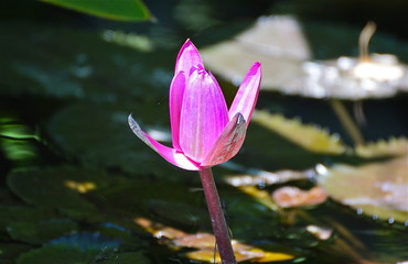 blooming pink water lily - 177352630