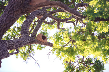 Rufous Hornero nest construction on tree.