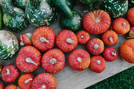 Colorful squash