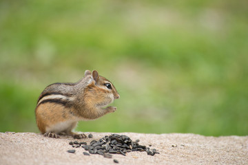 Cheeky fellow