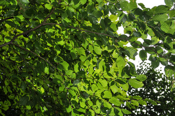 Buchenblätter, Buchenwald