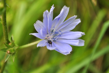 gemeine Wegwarte, Cichorium intybus