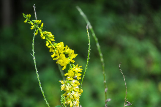 Gelber Steinklee, Melilotus officinalis