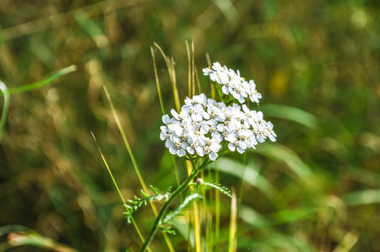 Wiesenk&uuml;mmel, Carum carvi
