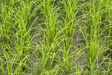 rice field paddy plant nature background