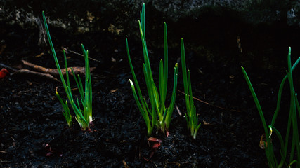 spring onion soil dirty growing vegetable plant