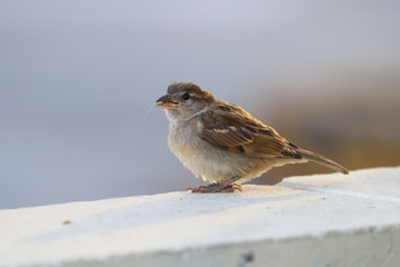 Little Sparrow
