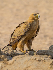 Tawny Eagle