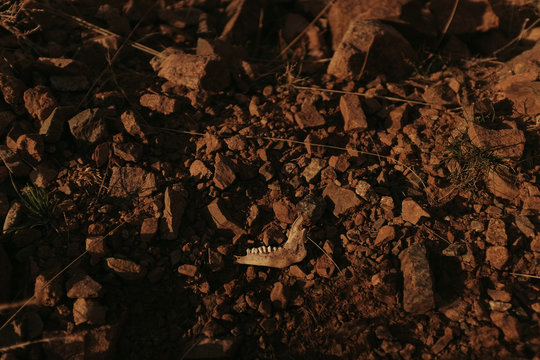 wasteland