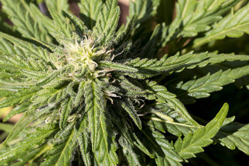 Cannabis Flower