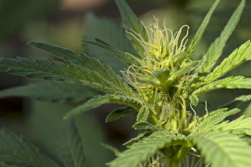 Cannabis Flower