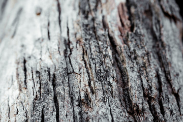 tree bark with natural color and pattern