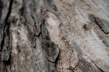 tree bark with natural color and pattern