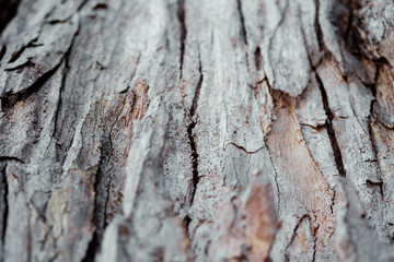 tree bark with natural color and pattern